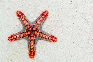 starfish-74535_1280